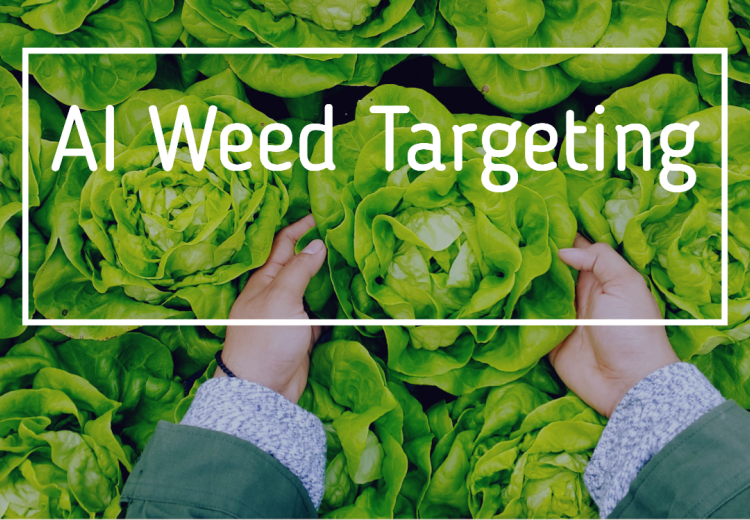 AI Weed Targeting with lettuces being picked behind